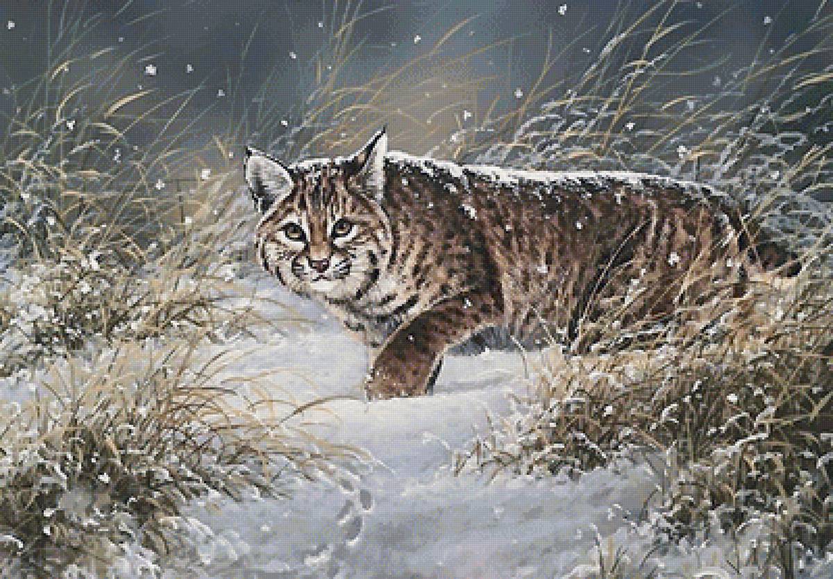 рысь - мир животных - предпросмотр