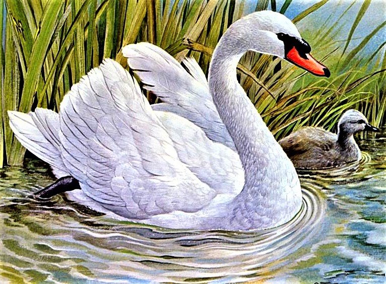 №1899444 - лебедь - оригинал