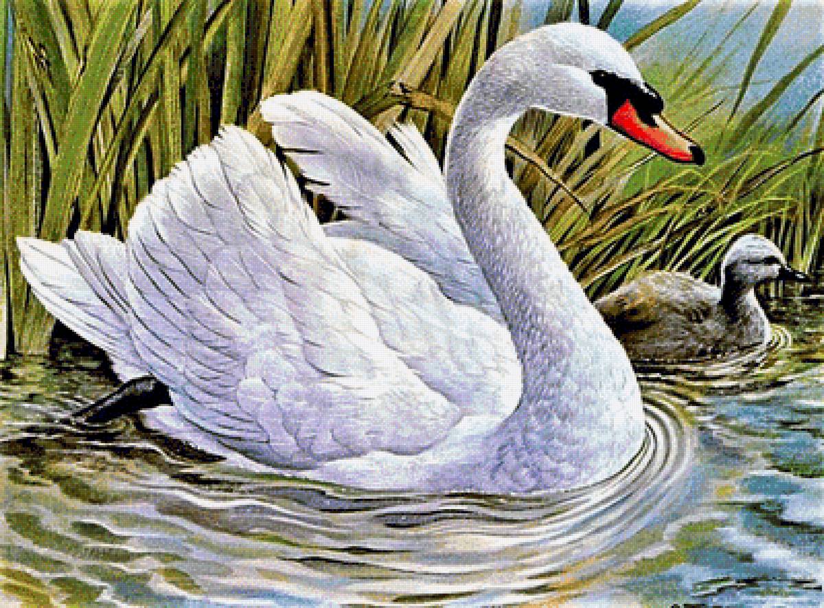 №1899444 - лебедь - предпросмотр