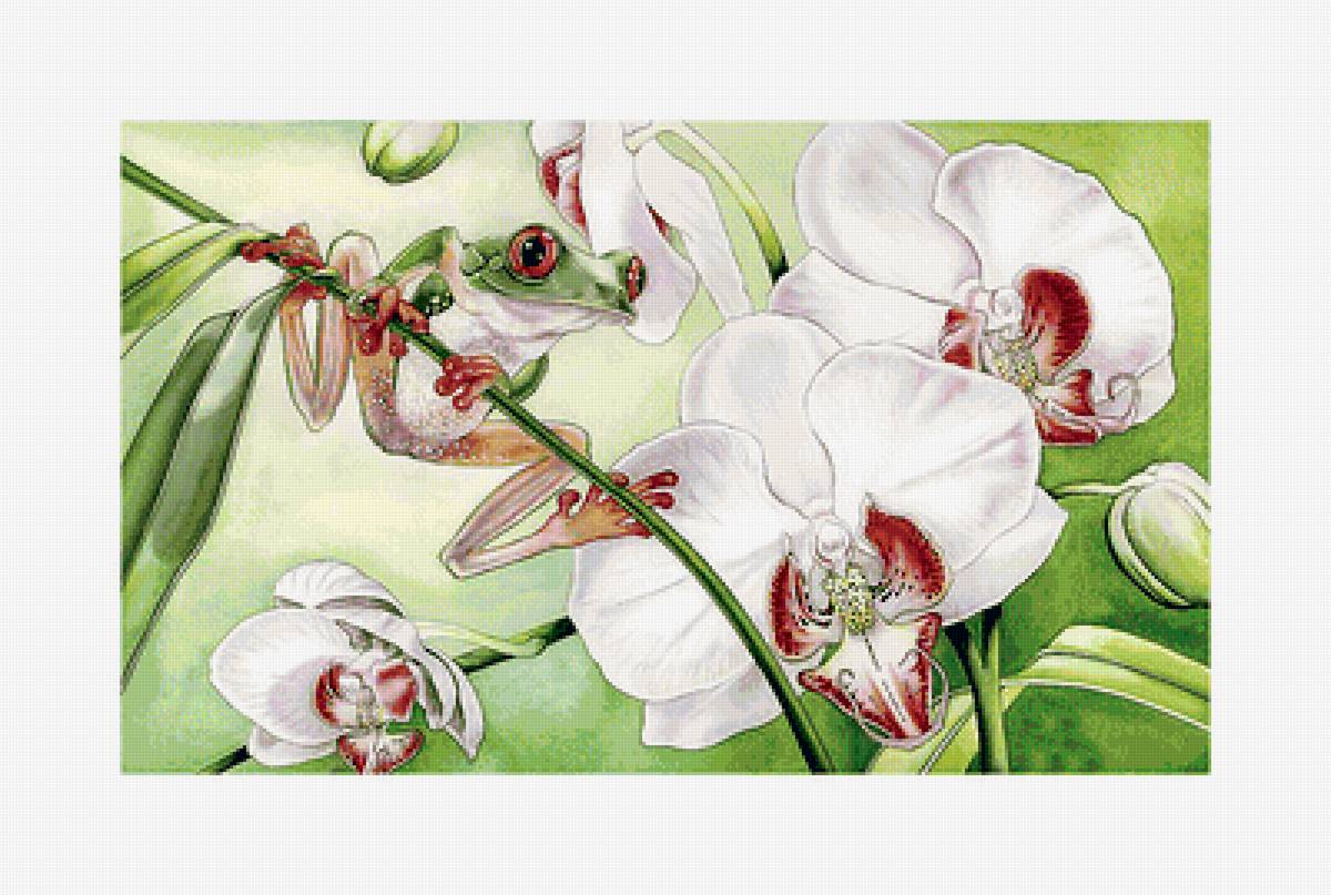 Орхидеи и лягушка - лягушка, орхидеи, цветы - предпросмотр