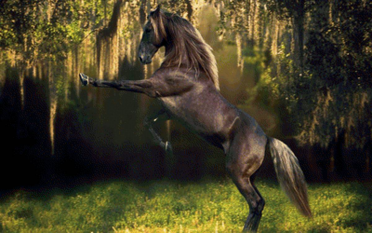 Лошадь - лошадь, животные - предпросмотр