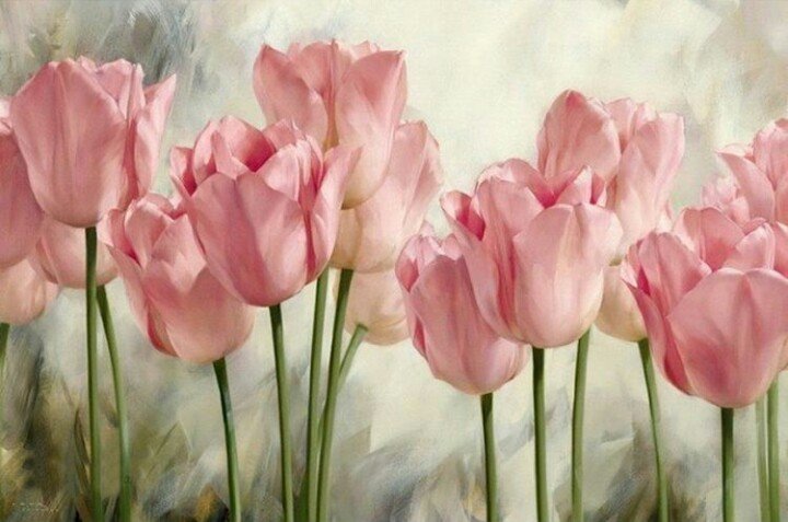 Розовые тюльпаны - тюльпаны розовые - оригинал