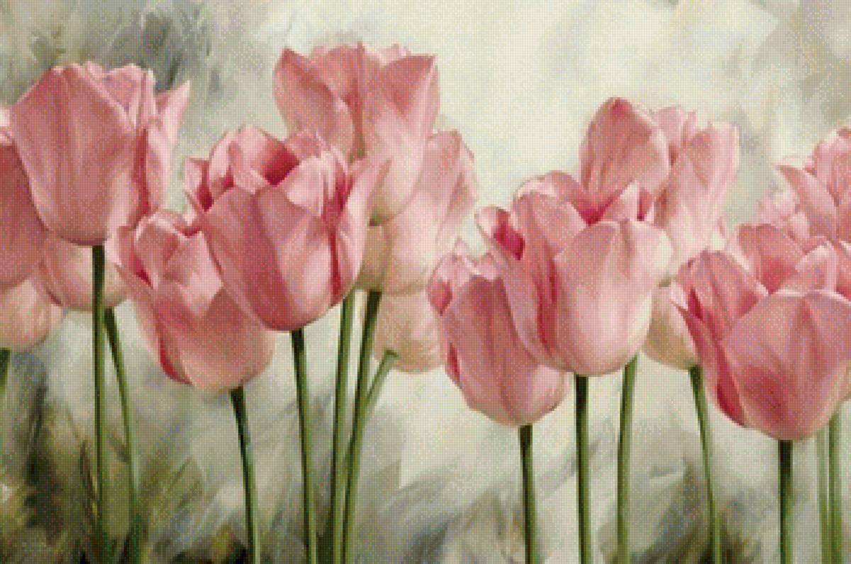 Розовые тюльпаны - тюльпаны розовые - предпросмотр