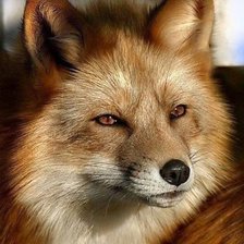 Схема вышивки «Лиса»