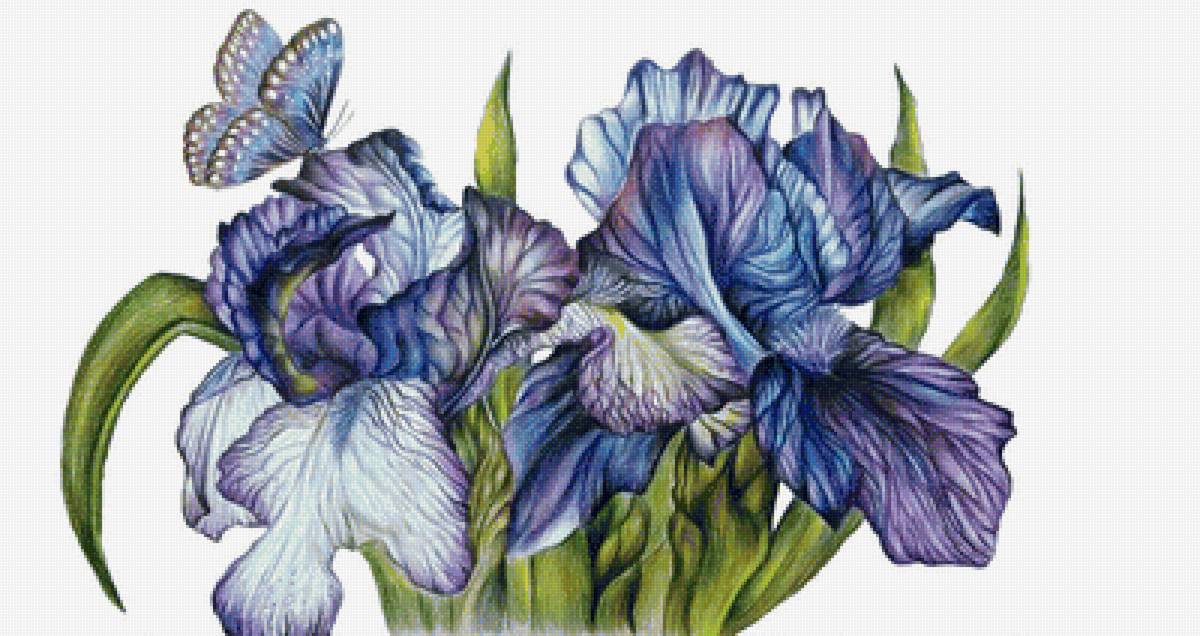 Ирисы и бабочка - цветы - предпросмотр