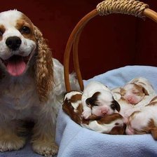 Схема вышивки «496»