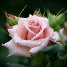 Схема вышивки «497»