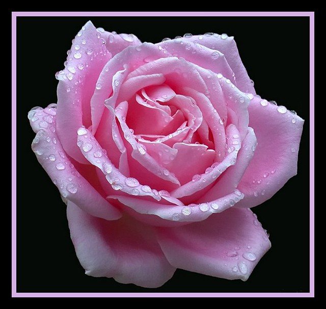 Розовая роза - роса, капли, цветок, роза - оригинал