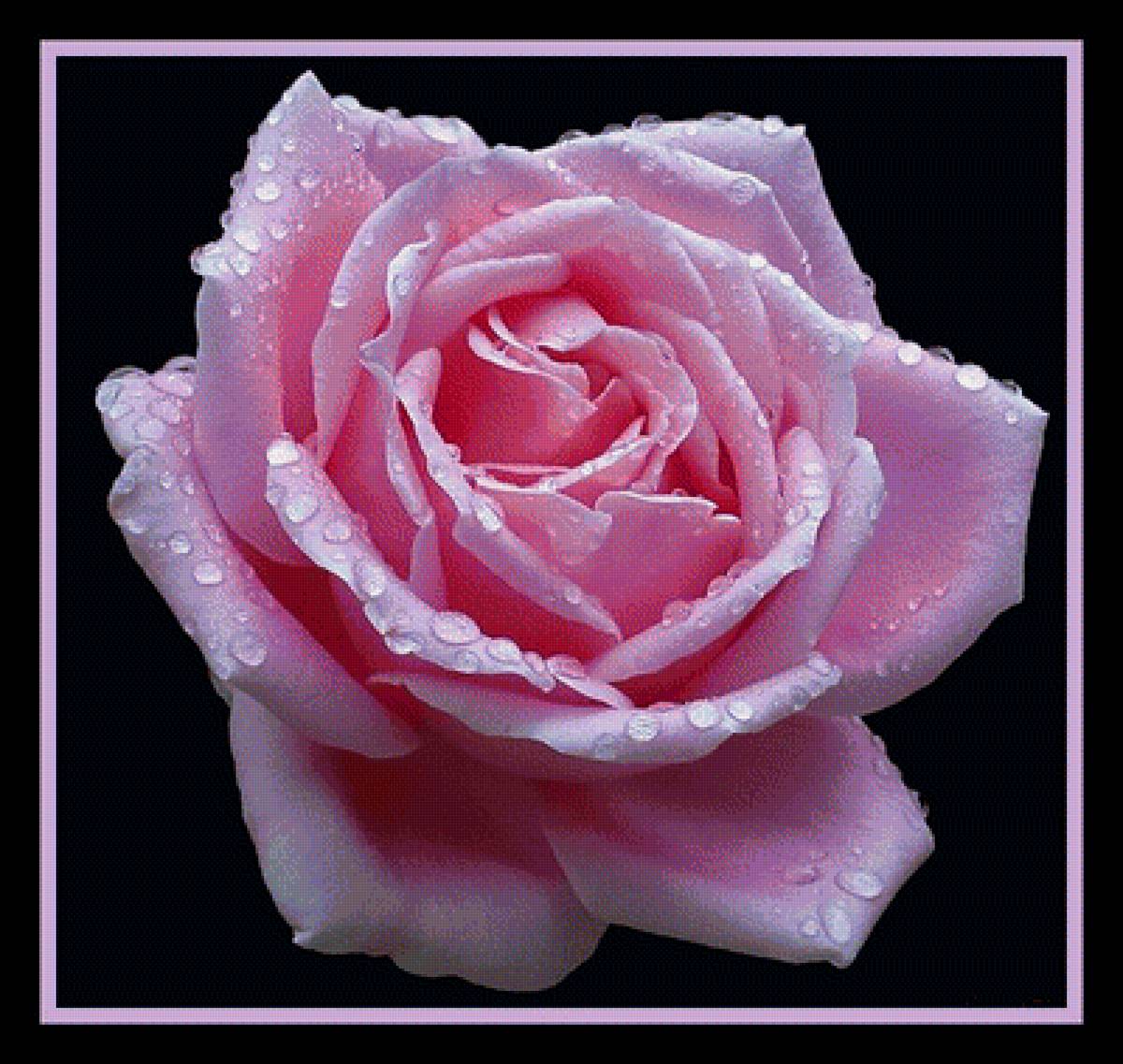 Розовая роза - роза, роса, капли, цветок - предпросмотр