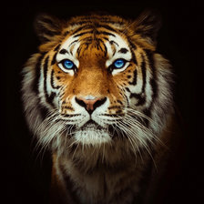 Схема вышивки «Тигр»