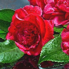 Схема вышивки «№1902095»