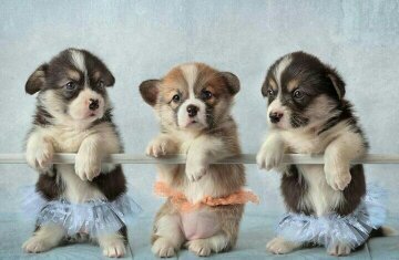 Щенки - оригинал