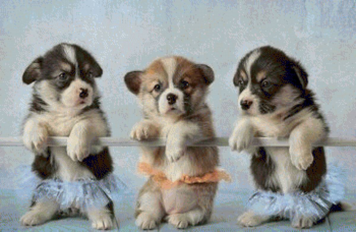 Щенки - предпросмотр