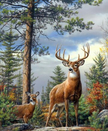 Олени - оригинал