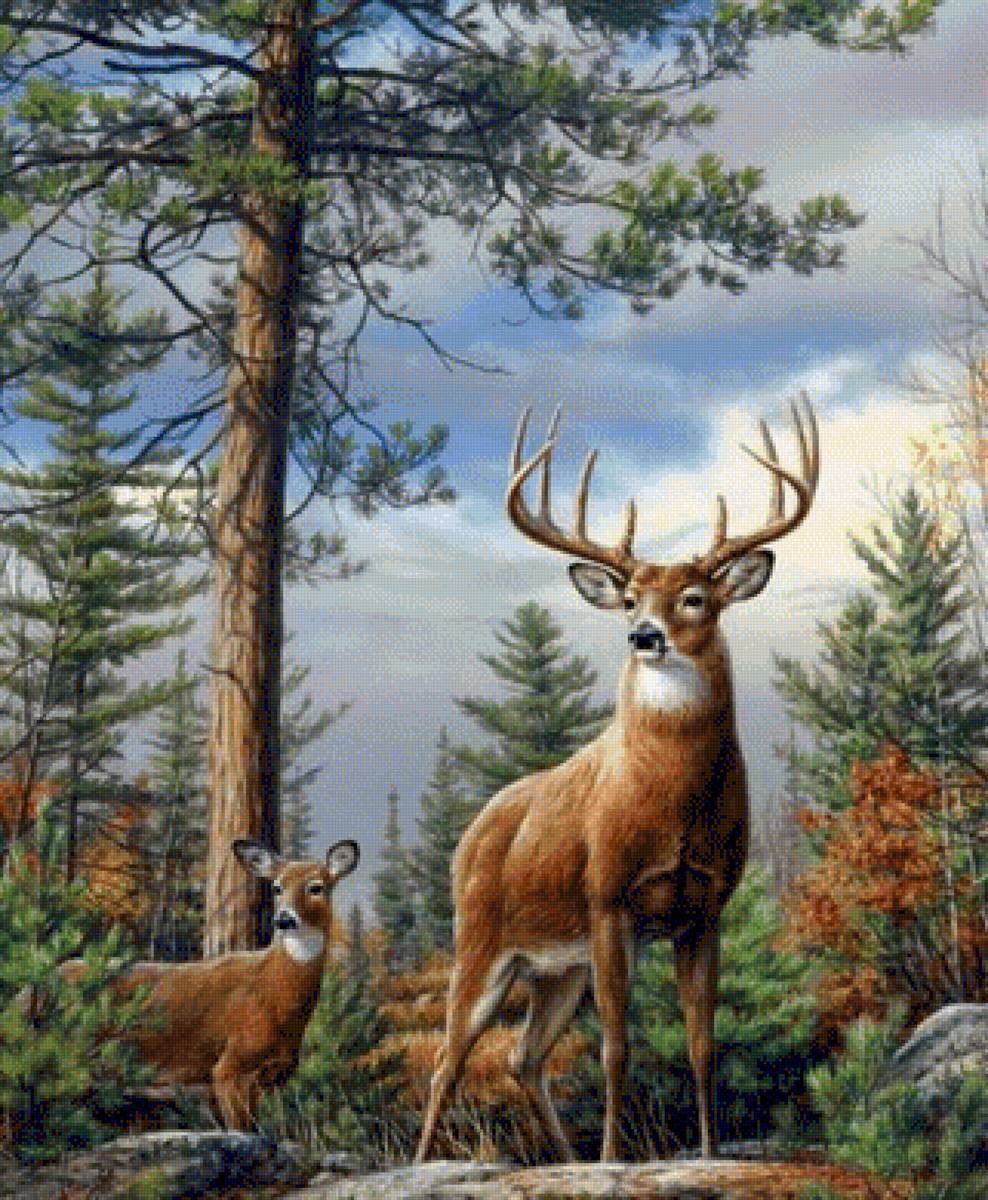 Олени - предпросмотр