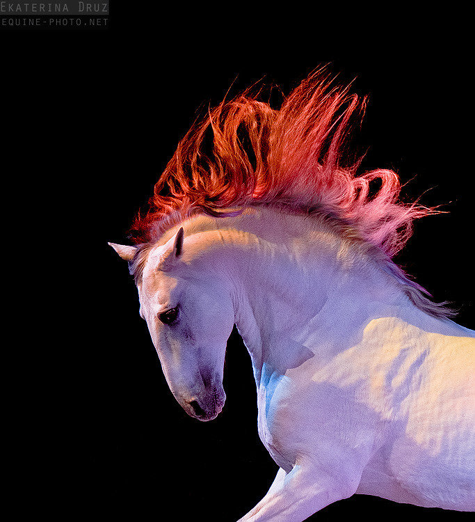 Радужная лошадь - лошади, люблю лошадей, конь, лошадь, грива, кони - оригинал