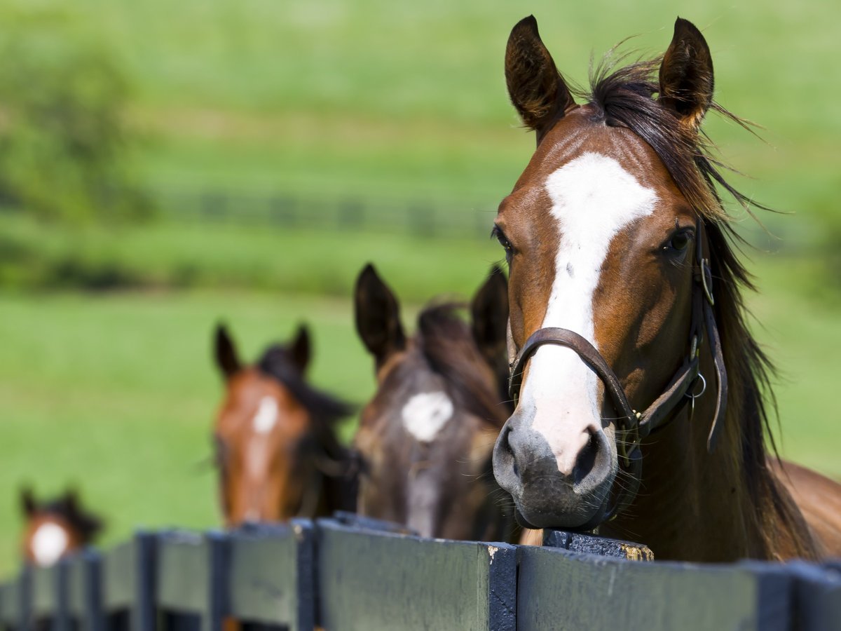 Лошади - лошадь, кони, лошади, лето, люблю лошадей, конь - оригинал