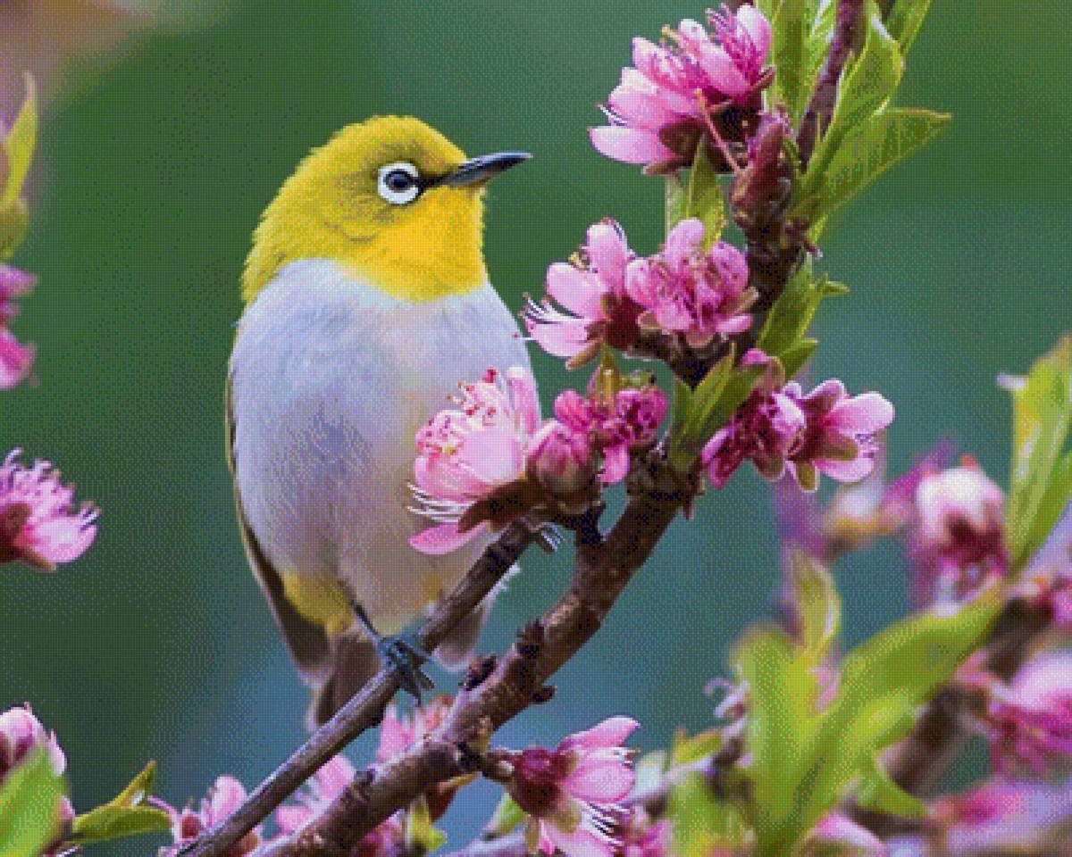 Птичка на ветке - весна, птичка, птица, цвет, цветение, рисунок, ветка - предпросмотр