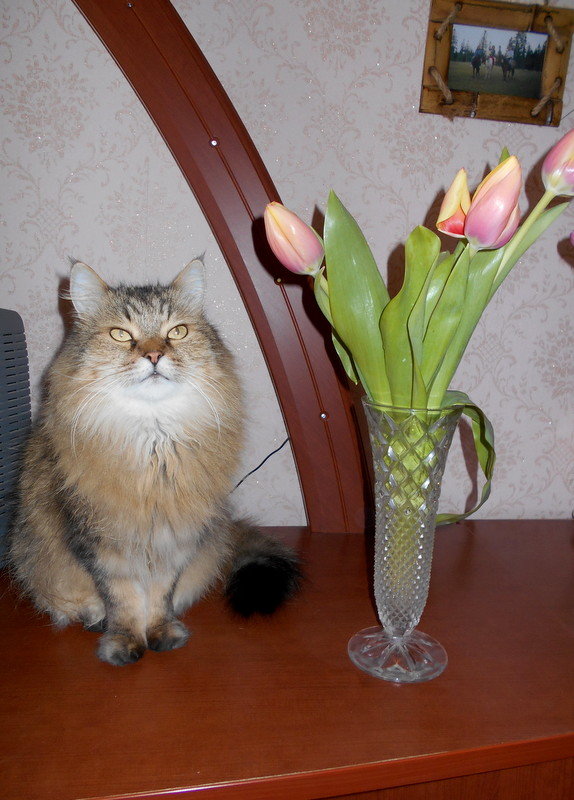 Поздравления от Кузи - 8 марта, кот - оригинал