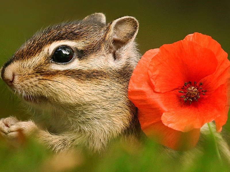 Бурундучок - мак, животные, бурундук, цветок - оригинал