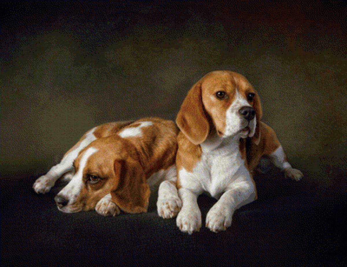 Милые щеночки - щенок, животные, щенки, собаки - предпросмотр