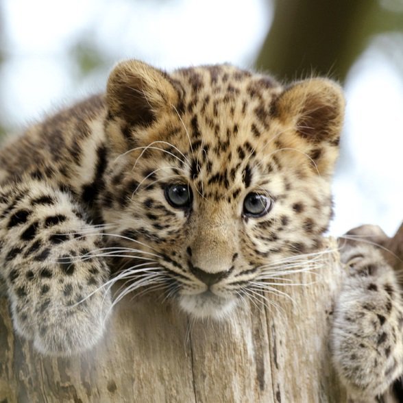 Леопард - леопард, рисунок, животные - оригинал