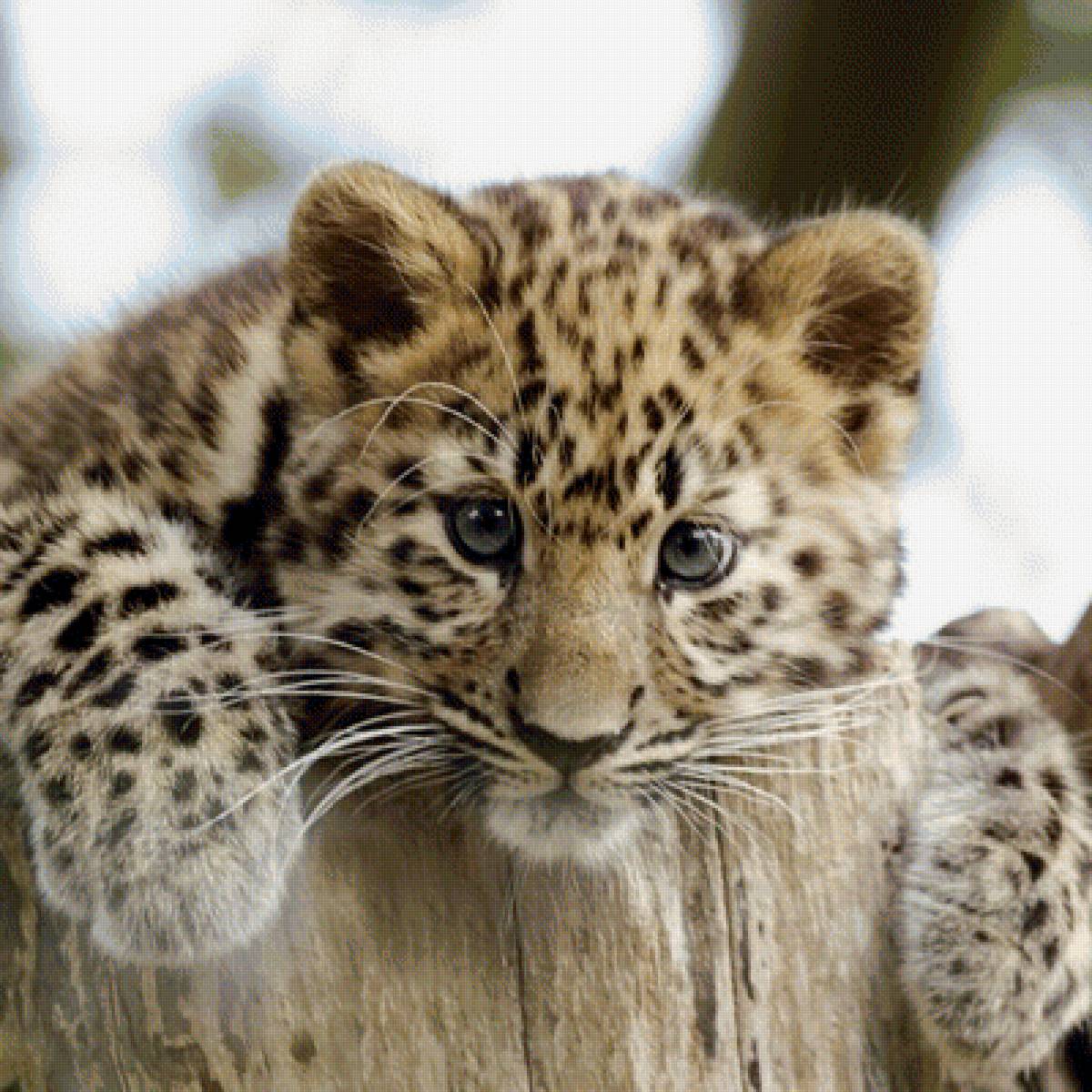 Леопард - леопард, рисунок, животные - предпросмотр