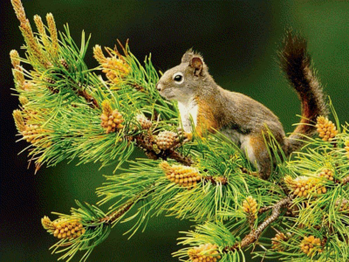 Белочка - природа, белочка, дерево, животные, белка - предпросмотр