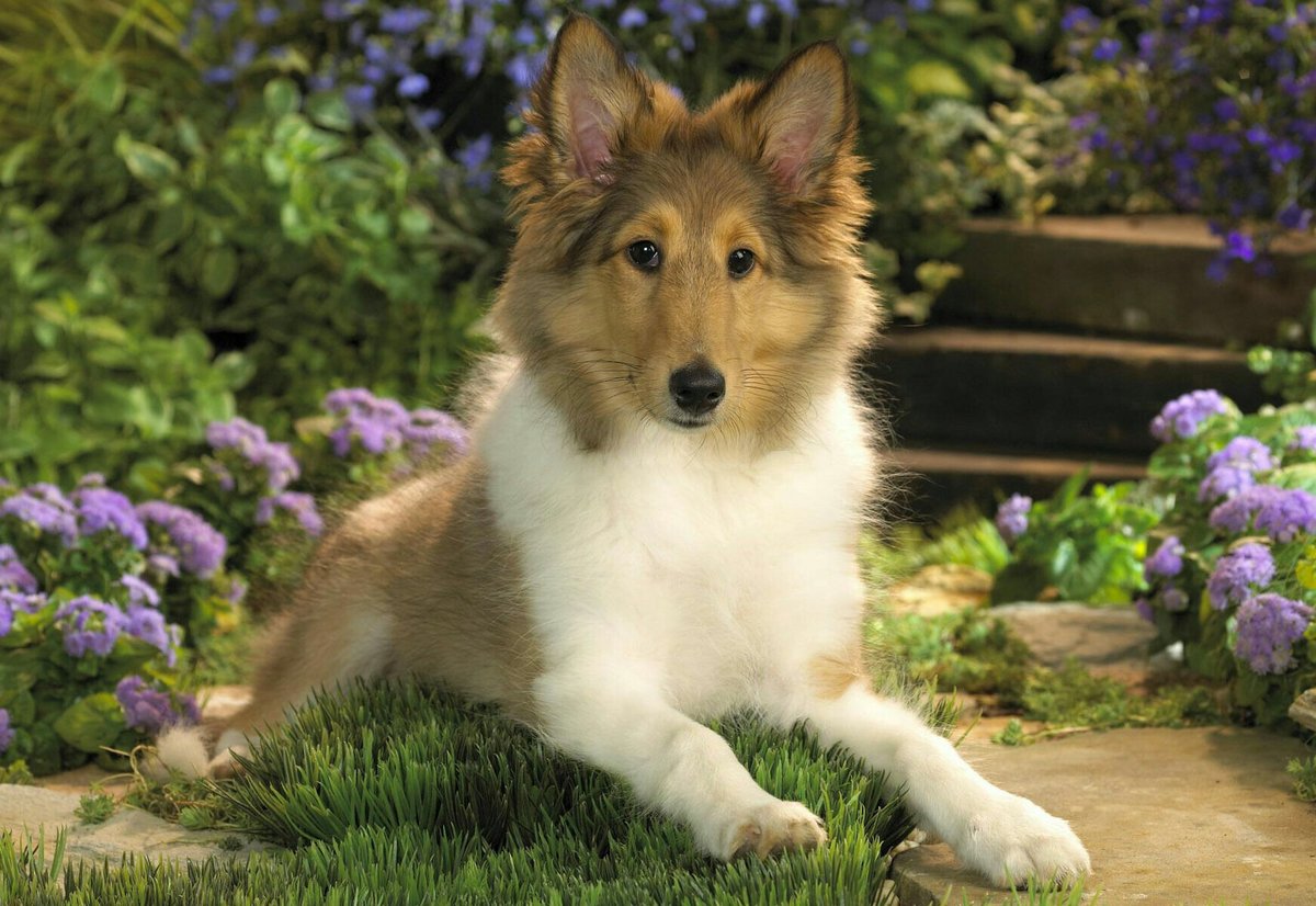 Пёс - животные, собака, пес, цветы - оригинал