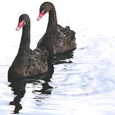 Схема вышивки «лебеди»