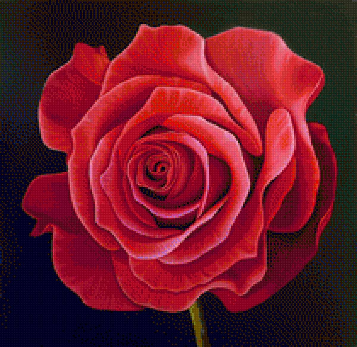 My New Rose 50 - предпросмотр