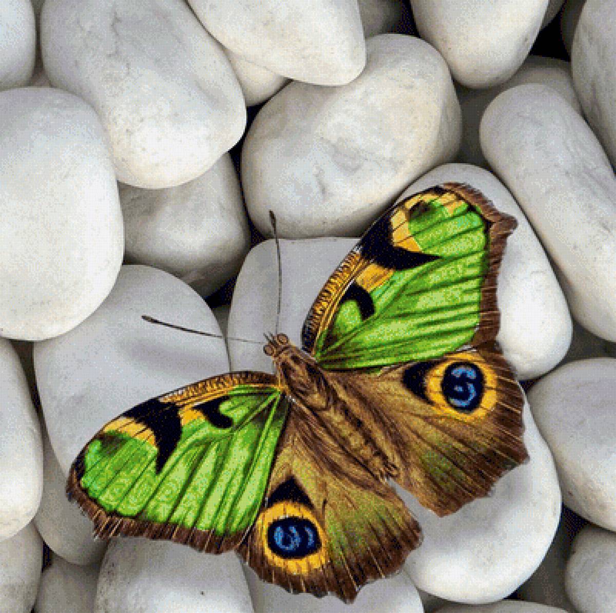 motýl - предпросмотр