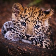 Схема вышивки «Малыш леопард»