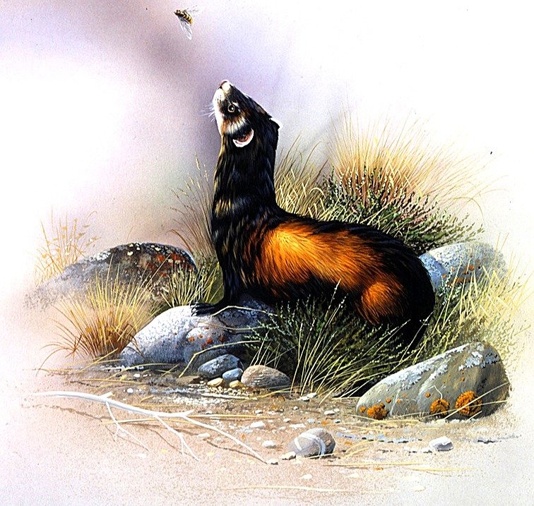 №1905151 - животные - оригинал