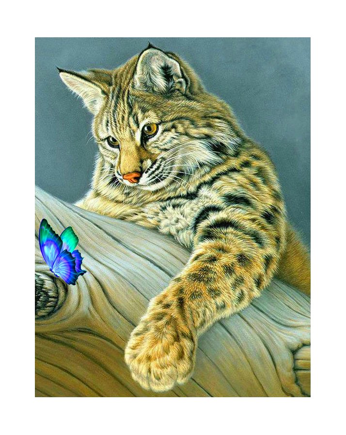 Рысь и бабочка - звери, животные - оригинал