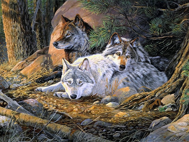 трое волков - дикие животные, волки, мир животных - оригинал