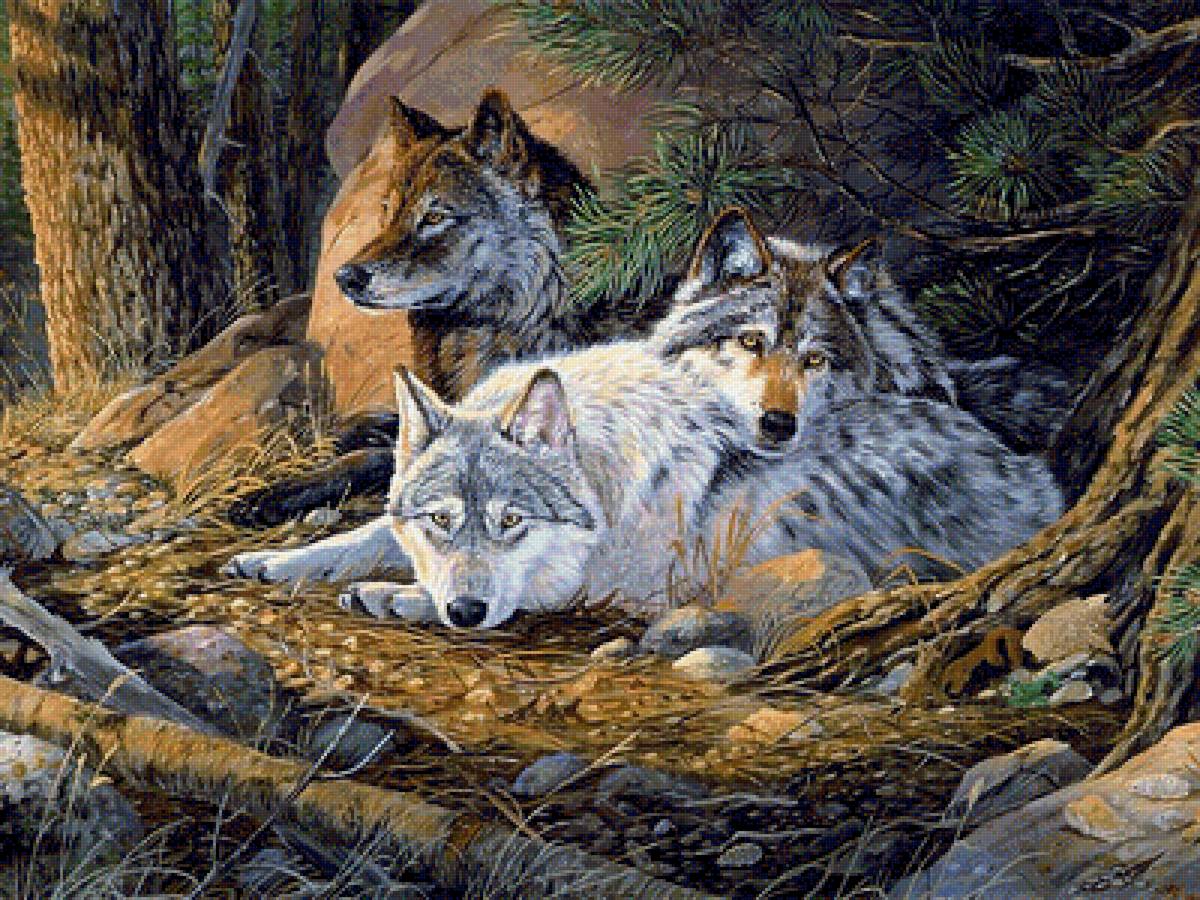 трое волков - волки, дикие животные, мир животных - предпросмотр