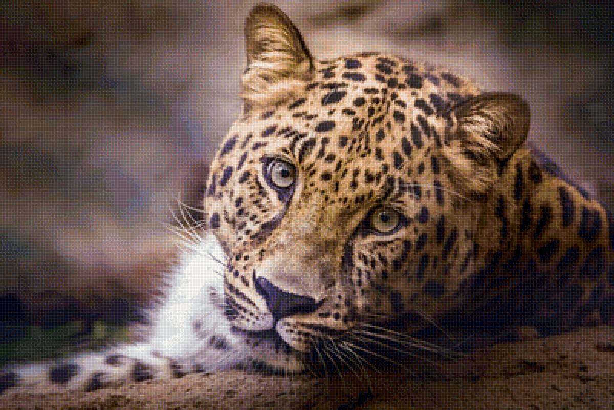 Леопард - леопард, животные - предпросмотр