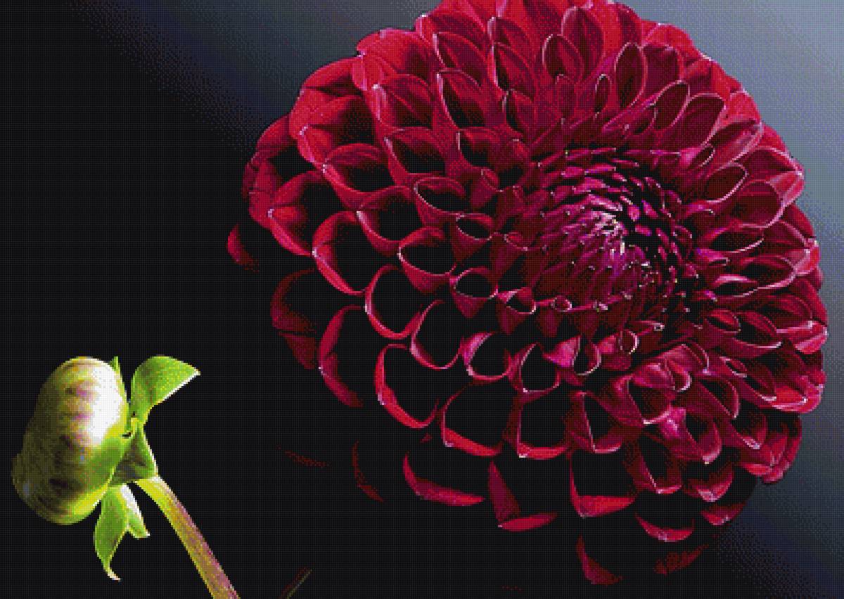 №1905518 - георгины - предпросмотр