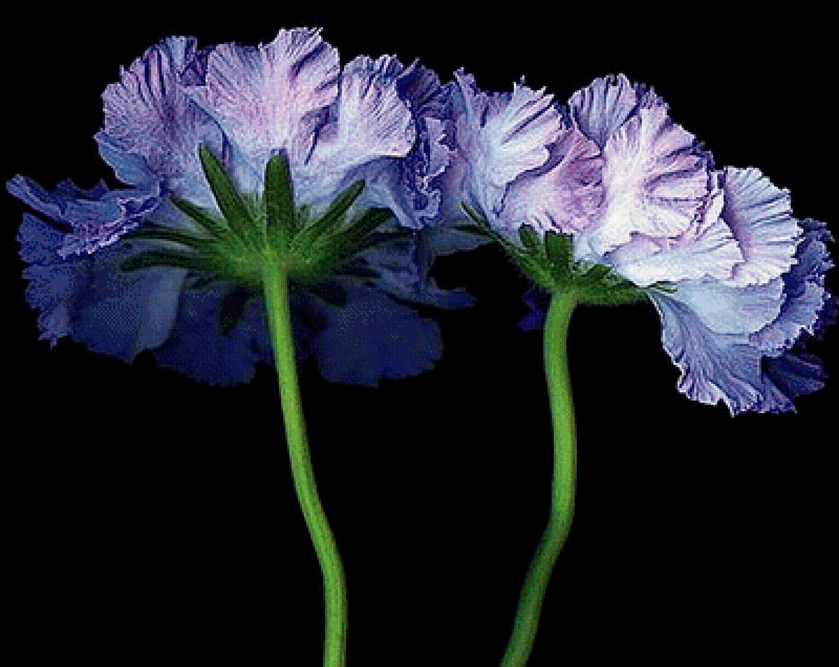 №1905520 - цветы - предпросмотр