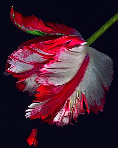 №1905524 - тюльпан - оригинал