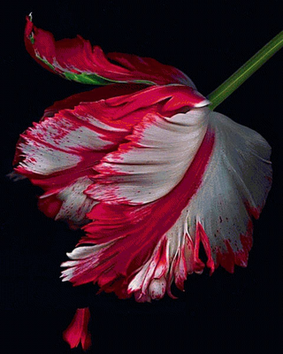 №1905524 - тюльпан - предпросмотр