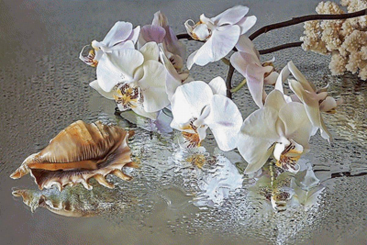 Серия "Орхидеи" - цветы, орхидеи, флора - предпросмотр