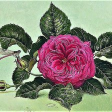 Схема вышивки «№1905914»