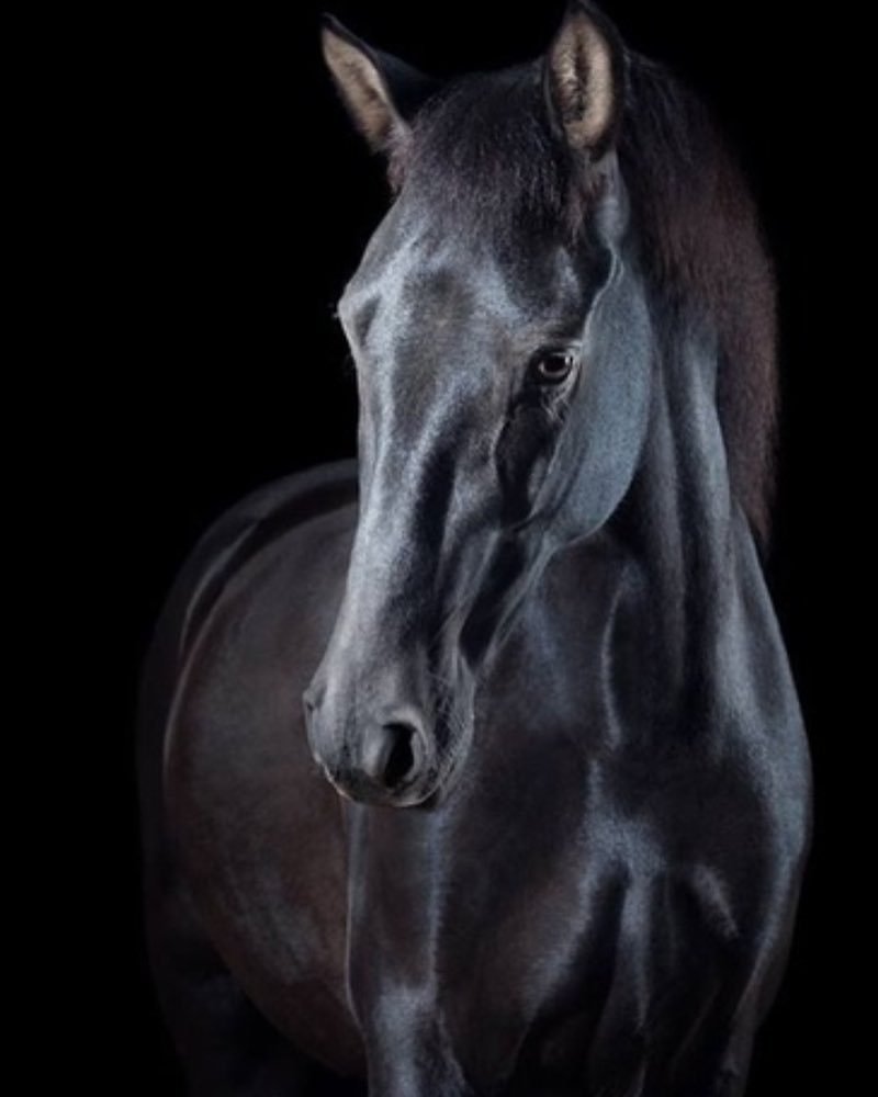 лошадь - лошади - оригинал