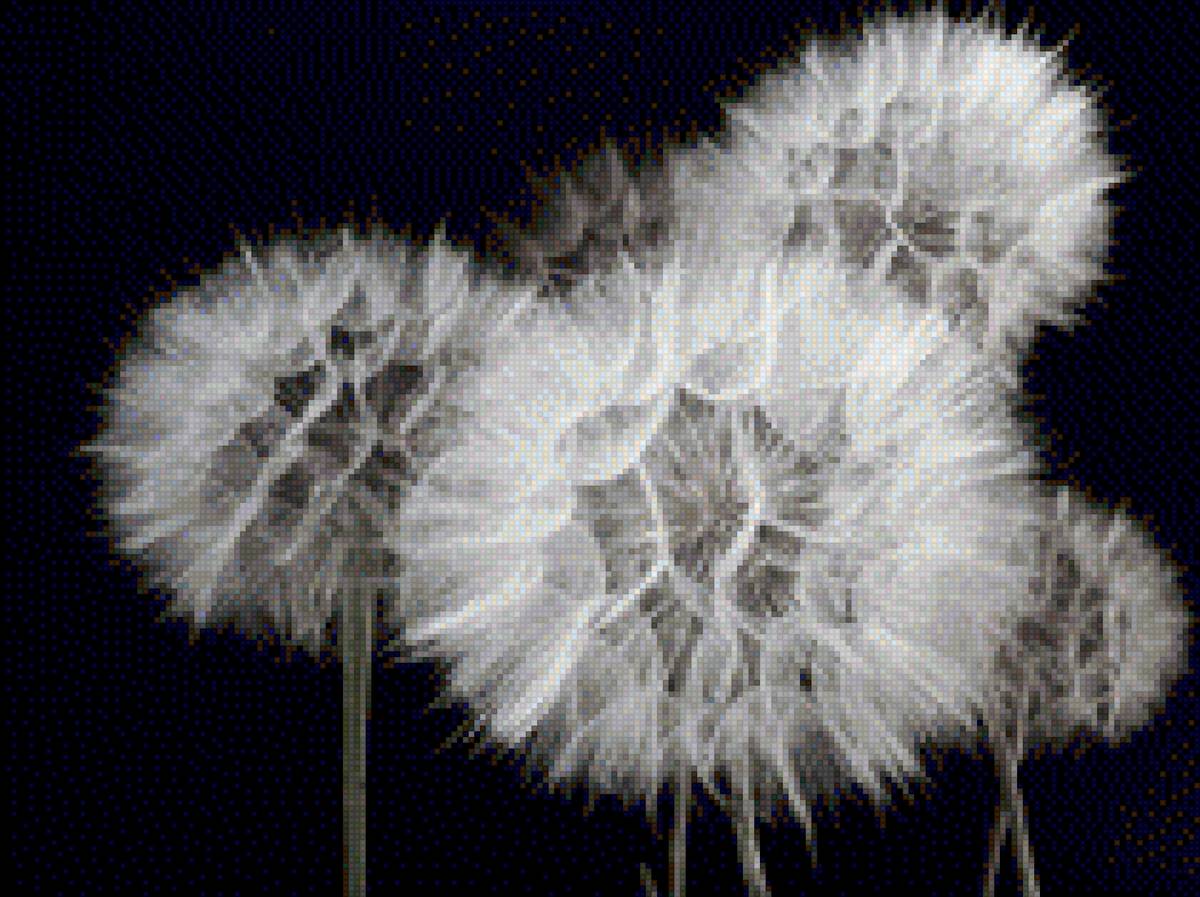 Одуванчики - предпросмотр