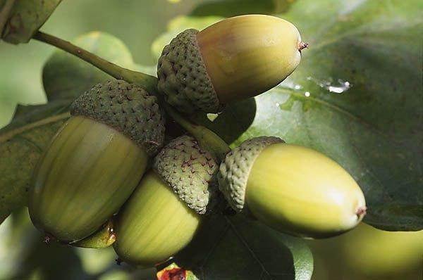 №1906249 - оригинал