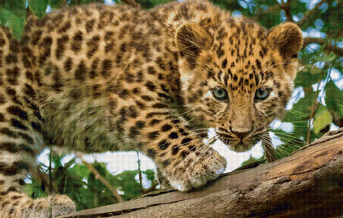 Малыш леопард - животные, леопард - предпросмотр