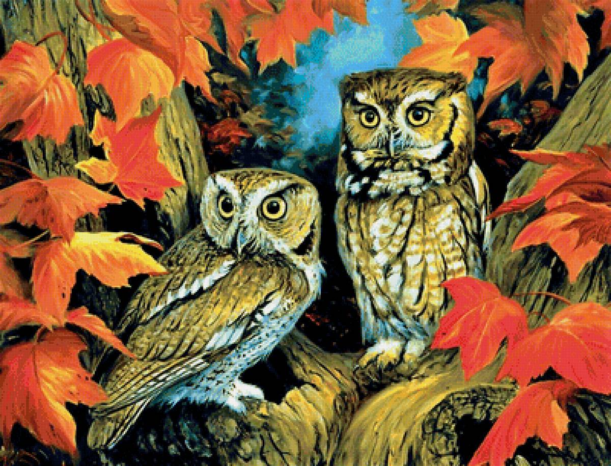 совушки - совы, птицы - предпросмотр