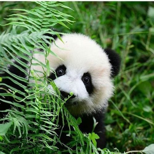 Панда - оригинал